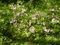 Рододендрон Шлиппенбаха – Rhododendron schlippenbachii Maxim.