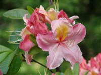 Рододендрон атлантический – Rhododendron atlanticum Rehd.