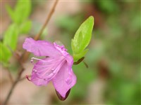 Рододендрон даурский – Rhododendron dauricum L. (1)