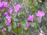 Рододендрон даурский – Rhododendron dauricum L. (2)