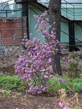 Рододендрон даурский – Rhododendron dauricum L. (3)