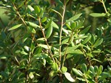 Рододендрон даурский – Rhododendron dauricum L. (4)
