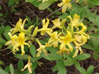 Рододендрон желтый, азалия понтийская – Rhododendron luteum (L.) Sweet.