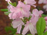 Рододендрон йедоенский – Rhododendron yedoense Maxim. (2)