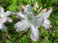Рододендрон кавказский – Rhododendron caucasicum Pall.