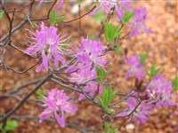 Рододендрон канадский – Rhododendron canadense (L.) Torr.