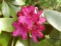 Рододендрон катевбинский – Rhododendron catawbiense Michx.