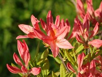 Рододендрон японский – Rhododendron japonicum (A.Gray) Sur.