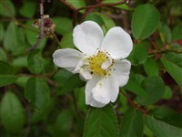 Роза Вихура, мемориальная – Rosa wichuriana Crep.