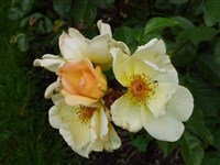 Роза бедренцоволистная, колючейшая – Rosa pimpinellifolia L. (1)