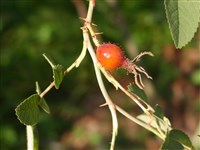 Роза волосистая, яблочная – Rosa villosa L.