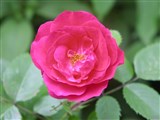 Роза галльская, французская, провансальская, красная – Rosa gallica L. (2)