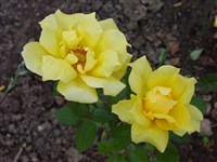Роза желтая – Rosa xanthina Lindl.