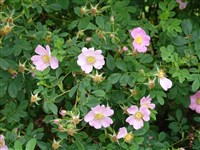 Роза каролинская – Rosa carolina L. (1)