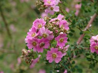 Роза многоприцветная – Rosa multibracteata Hemsl.et Wils. (1)