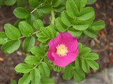 Роза морщинистая – Rosa rugosa Thunb. (3)