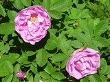 Роза столистная, центифолия, многолистная, голландская – Rosa x centifolia (2)