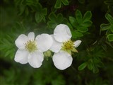 Роза шелковистая – Rosa sericea Lindl. (2)