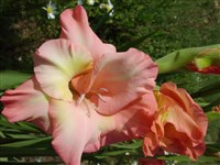 Розовое Кружево [Род гладиолус (шпажник) – Gladiolus L.]