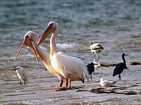 Розовый пеликан (пара)