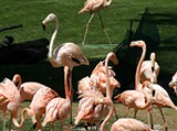 Розовый фламинго (колония)