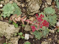 Розулария вечнозеленая – Rosularia sempervivum (Bieb.) Berger. (1)