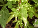 Рудбекия трехлопастная – Rudbeckia triloba L. (2)