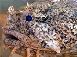 Рыба-жаба (голова)