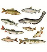 Рыбы пресных вод россии (рисунок 2)