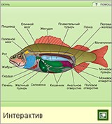 Рыбы (системы внутренних органов)
