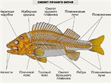 Рыбы (скелет речного окуня)