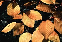 Рябина ольхолистная – Sorbus alnifolia (Siebold.et Zucc.) K.Koch.