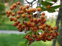 Рябина похуашанская – Sorbus pohuashaensis (Hance) Hedl.