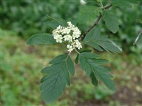 Рябина промежуточная, шведская, скандинавская – Sorbus intermedia (Ehrh.) Pers. (1)