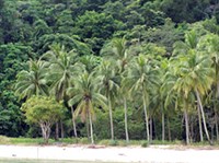 Сабах (тропические леса)