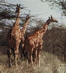 Саванна (жирафы в саванне)