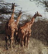Саванна (жирафы в саванне)