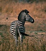 Саванная зебра