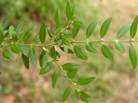 Самшит вечнозеленый – Buxus sempervirens L. (1)