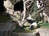 Сан-Диего зоопарк (панда)