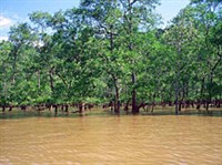 Саравак (мангровые заросли)