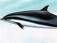 Саравакский дельфин (рисунок)