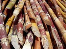 Сахарный тростник (Венесуэла)