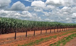 Сахарный тростник, плантации (Бразилия)