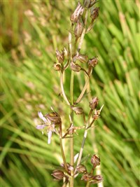 Сверция многолетняя – Swertia perennis L.