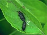 Светляки (Coleoptera)