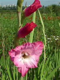 Светофор [Род гладиолус (шпажник) – Gladiolus L.]