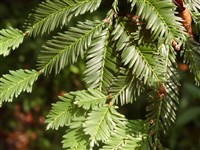 Секвойя вечнозеленая – Sequoia sempervirens (D.Don) Endl.