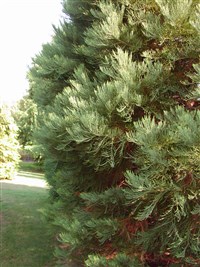 Секвойядендрон гигантский, мамонтовое дерево – Sequoiadendron giganteum (Lindl.) Buchhilz. (1)