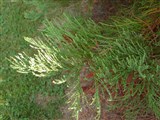 Секвойядендрон гигантский, мамонтовое дерево – Sequoiadendron giganteum (Lindl.) Buchhilz. (2)